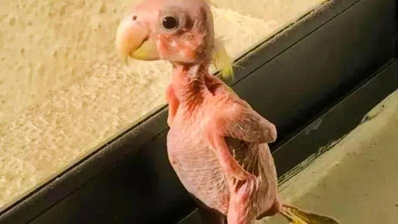 O labirinto do Minotauro