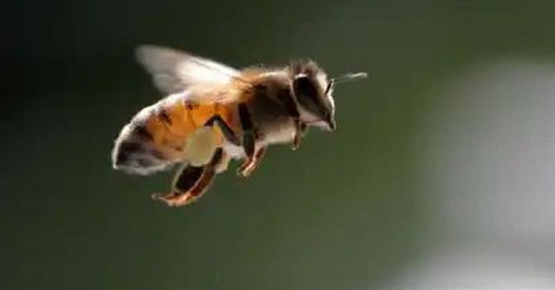 Los dos estómagos de las abejas