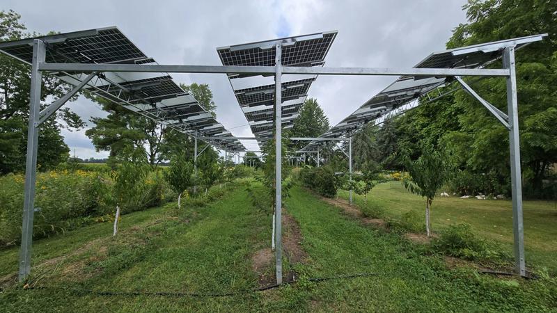 The gift that keeps on giving: How solar panels on farms can help increase crop yields