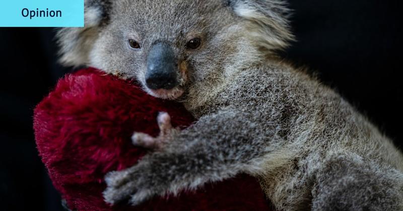The Great National Koala Park is not a firebomb. It’s the opposite. The Great National Koala Park is not a firebomb. It’s the opposite.