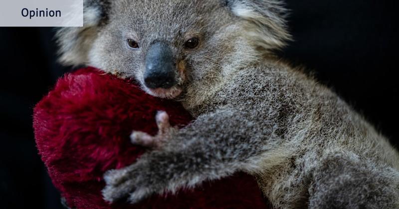 The Great National Koala Park is not a firebomb. It’s the opposite. The Great National Koala Park is not a firebomb. It’s the opposite.