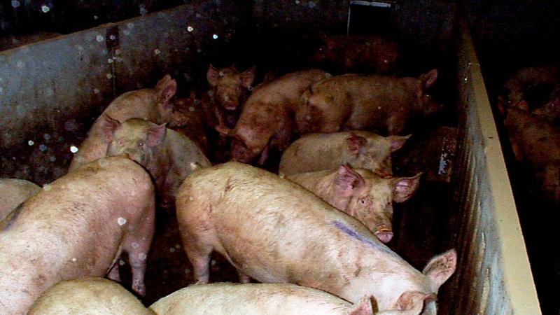 Crolla il tetto dell’azienda agricola: strage di maiali a Pavone del Mella