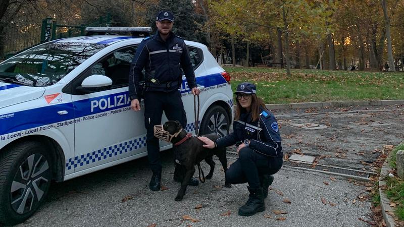 Cane abbandonato al parco, recuperato dalla polizia: era legato a un albero in Montagnola