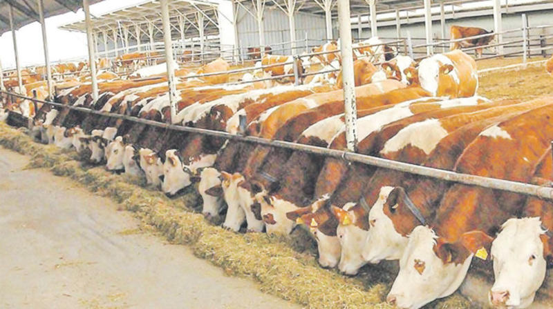 Türkiye, 2026’da 450 bin baş sığır, 70 bin ton et ithal edecek Türkiye, 2026’da 450 bin baş sığır, 70 bin ton et ithal edecek