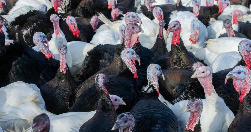 Another case of bird flu confirmed in Norfolk