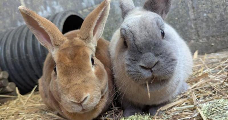 Adorable rabbits still searching for forever home after nearly two years
