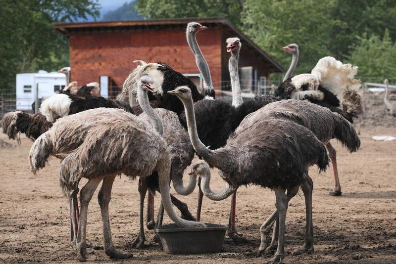 Letters Nov. 24: Ostrich cull; Canada should fund own shipbuilding Letters Nov. 24: Ostrich cull; Canada should fund own shipbuilding