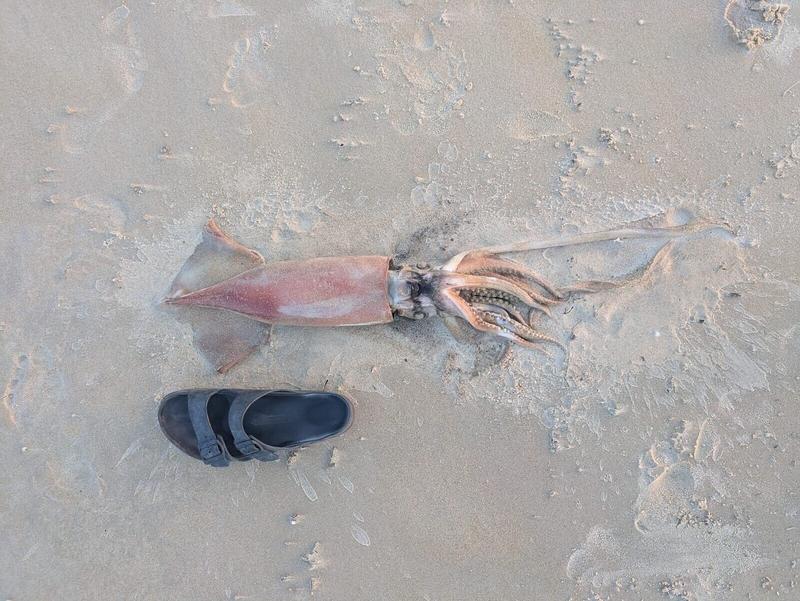 Meter-long squid washes up on northern Israeli beach