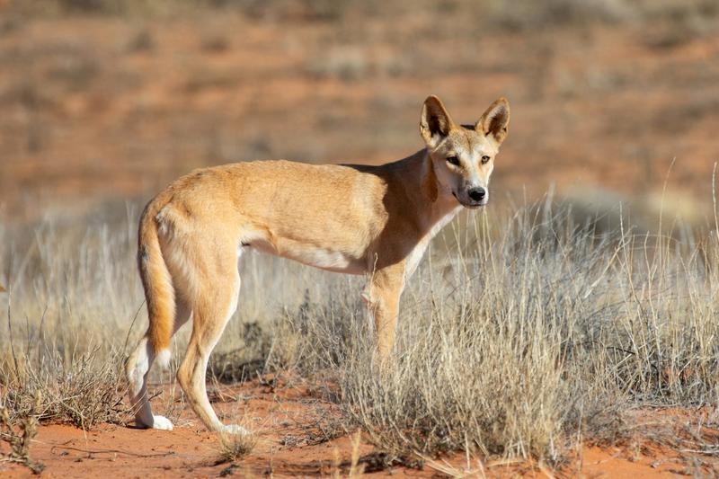 Impacts of colonisation on dingoes are ‘written in their bones’, new research finds