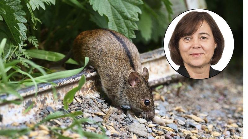 Warum Frauen beim Anblick einer Maus zu expressiven Reaktionen neigen und Männer das nicht verstehen