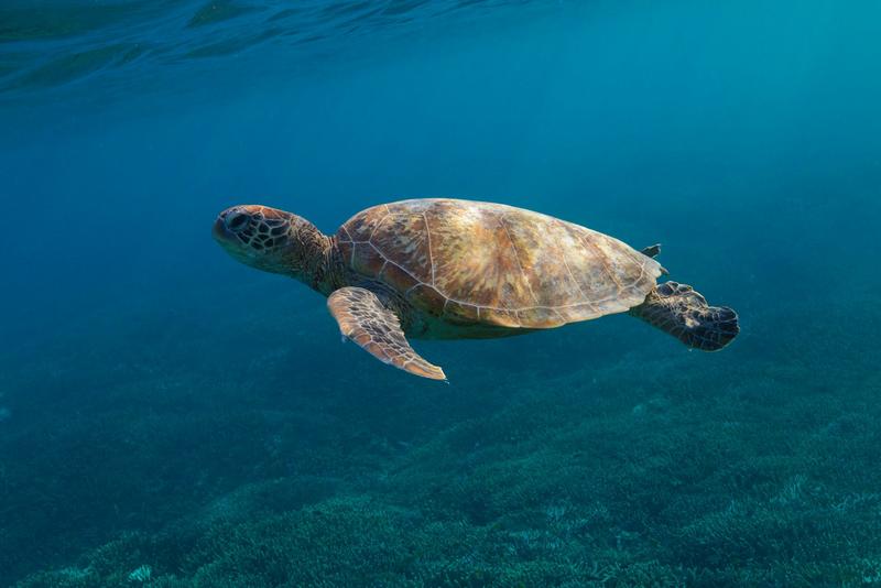 New data reveals how Australia’s threatened reptiles and frogs are disappearing – and what we have to do