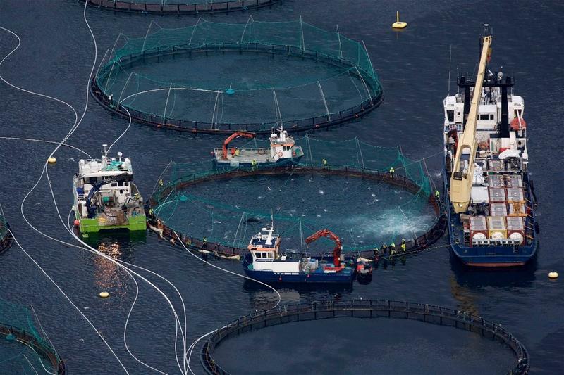 Lakseoppdrett: En næring ute av kontroll