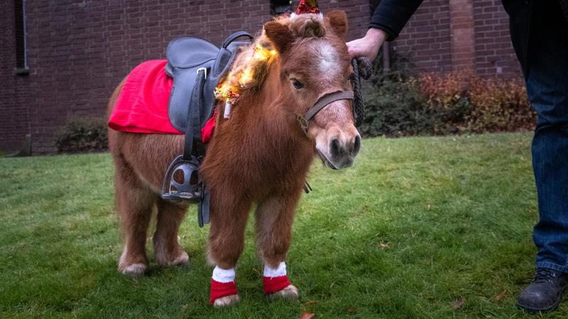 Es geht nicht nur um Tierschutz : Ponyreiten auf dem Weihnachtsmarkt gehört abgeschafft