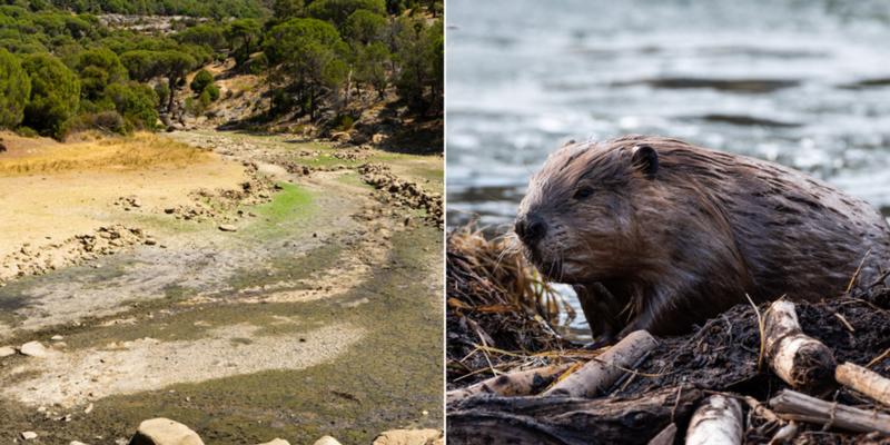 Beavers were brought to the desert to save a dying river. Six years later, here are the results.