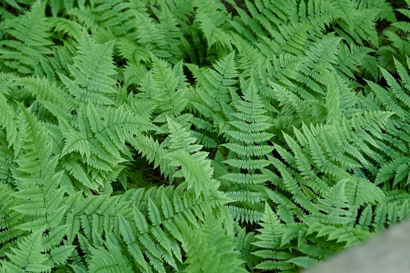 Fern stems reveal secrets of evolution – how constraints in development can lead to new forms
