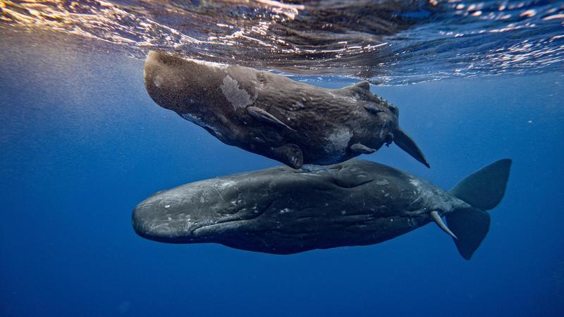 Perché i capodogli sono infastiditi dai rumori e cos’è il sonar della natura /