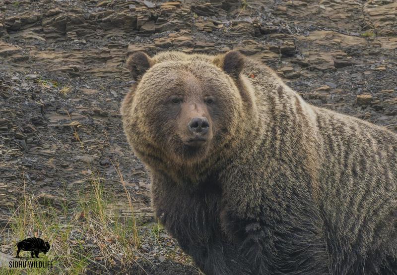 Calls for grizzly hunts to return to Western Canada oversimplify a complex ecological issue