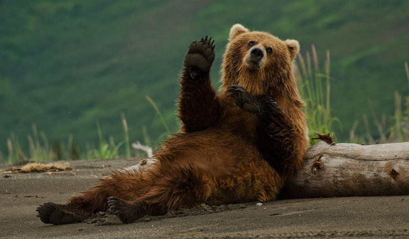 Now, It’s Wild Animals’ Rights