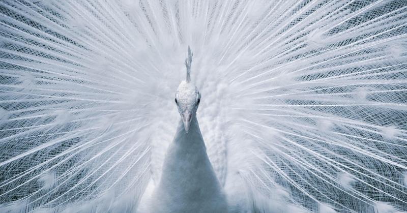 Moral Perfectionism and the Selfishness of Shame