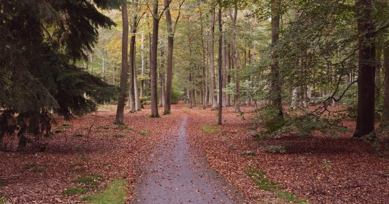 When Gratitude Becomes Embodied