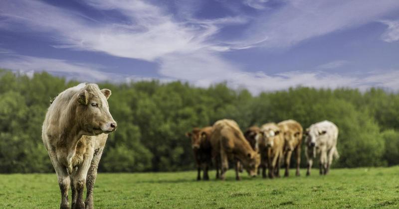 Plans to revive Wales' agricultural industry to be unveiled Plans to revive Wales' agricultural industry to be unveiled