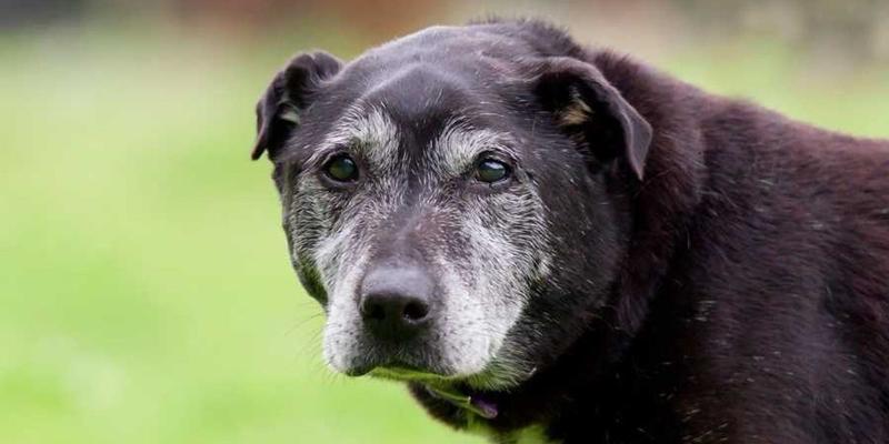 A woman adopted a blind senior dog. Her 28-day update left everyone a blubbery mess.
