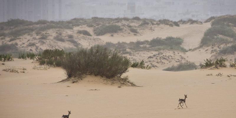 IDF-Bericht: Freiwillige im Moschav Yated verhinderten Massaker IDF-Bericht: Freiwillige im Moschav Yated verhinderten Massaker