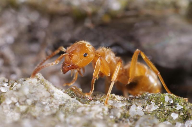 The parasitic ant who makes workers kill their own queen