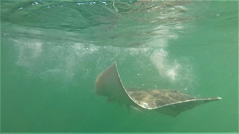 Introducing a new way to track animals in the deep blue