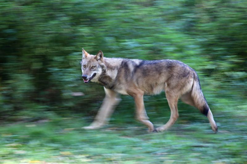 Erä | Lukijalta: Suurpetopolitiikka on ajautunut oikeusvaltion rajalle