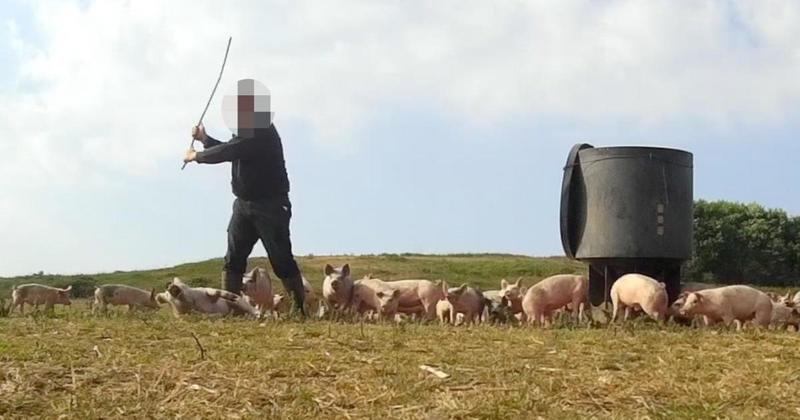 Free range farming company facing a raft of animal cruelty charges