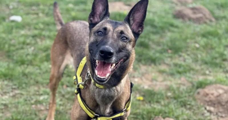 'Gorgeous' Malinois looking for loving new home in Norfolk