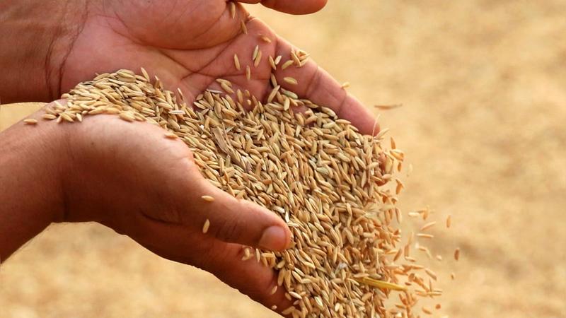 Inordinate Delay In Kharif 2025-26 Estimates Raises Serious Concerns Over India’s Crop Data System Inordinate Delay In Kharif 2025-26 Estimates Raises Serious Concerns Over India’s Crop Data System
