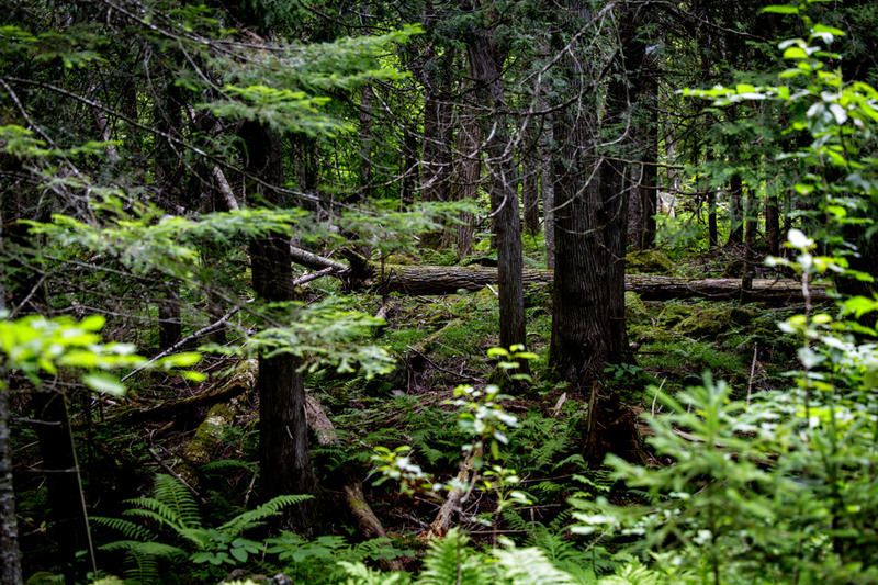 Rêvons la forêt les yeux grands ouverts