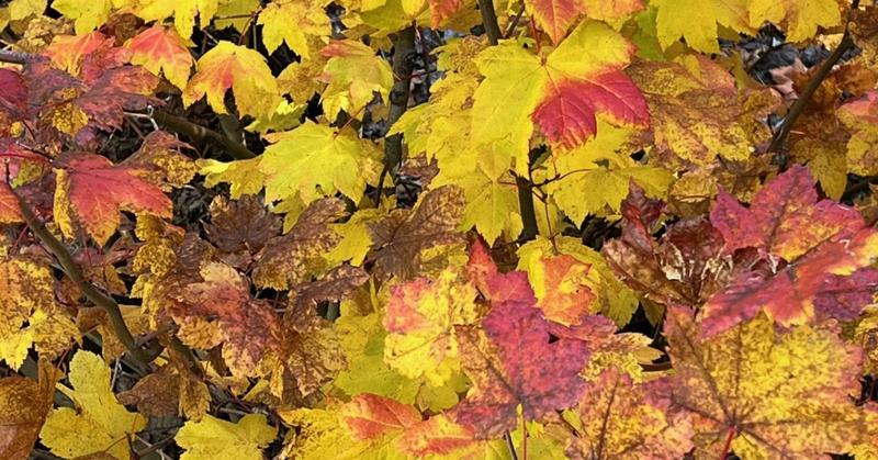 Fostering Gratitude: Discover Your Nature Gift of the Day