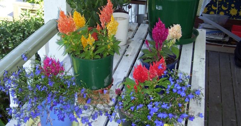 The Gendered Experience of ECT: Insights From a Global Survey