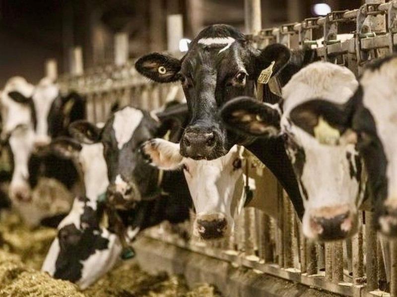 CHARLEBOIS: Ottawa wants fewer cow farts, but farmers not blowing hot air