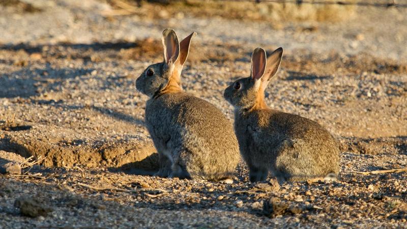 Conejos en la península ibérica: dos historias evolutivas, ¿dos especies diferentes?
