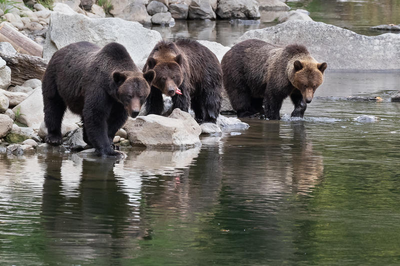 The Bella Coola tragedy demands solutions, not the false security of a hunt
