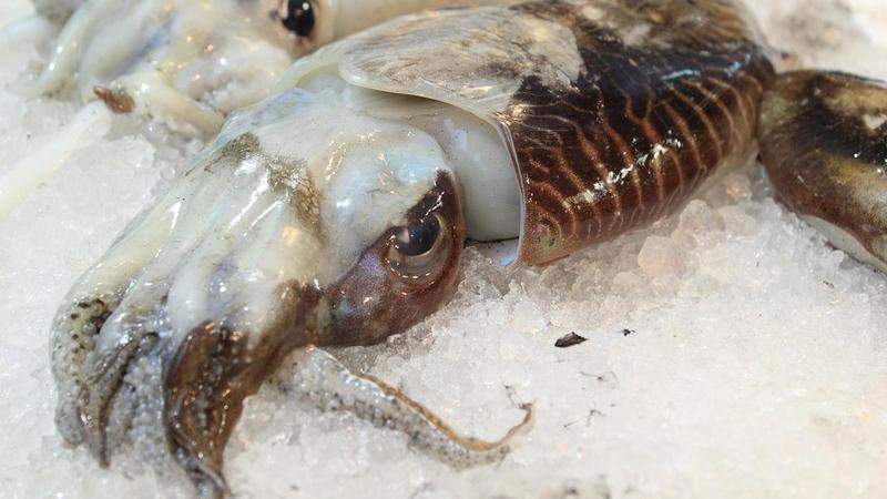 Milano, allarme calamari senza tracciabilità: origini non certificate e rischio di pesca illegale