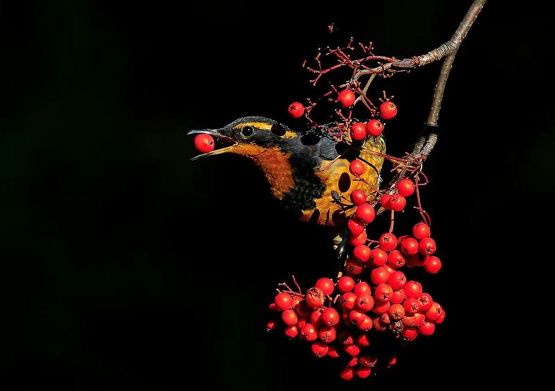New study finds Pacific Northwest birds are becoming more common in the mountains as the climate warms