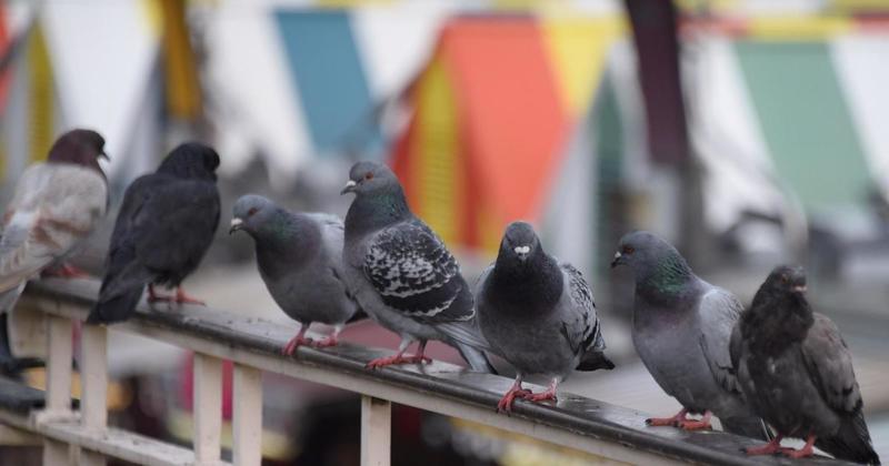Bird of prey brought in to ruffle feathers of nuisance pigeons at Norwich Market