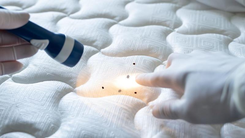 Stručnjaci upozoravaju: Greška zbog koje se stenice vraćaju – i kako je izbeći