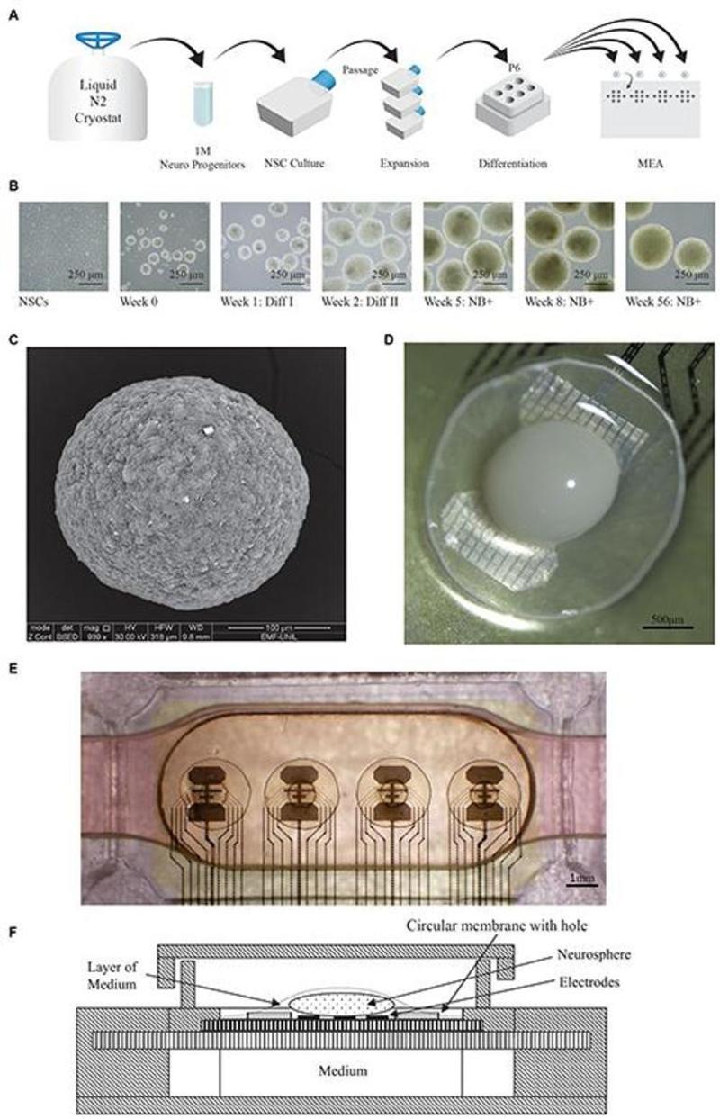 Canlı Nöronlardan Bilgisayar: Yapay Zekanın Geleceği Doğada Gizli Olabilir