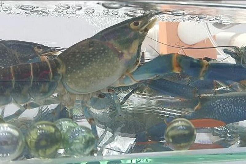 Молодые российские учёные создали быстро растущих членистоногих