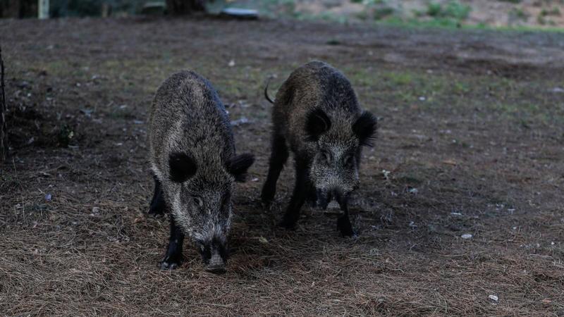 La peste porcina detectada en Catalunya obliga a paralizar exportaciones fuera de la UE y confinar granjas