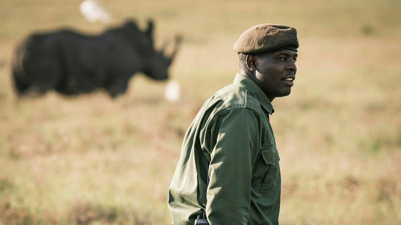Rhino: documentary unravels the challenges rangers face, but that’s not the whole story
