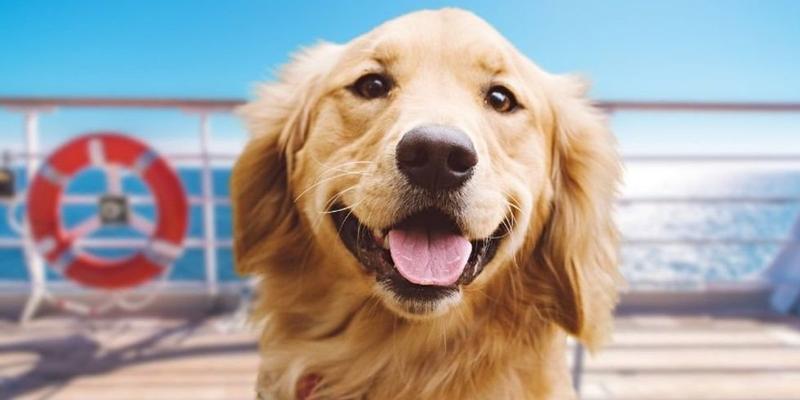 Service dog spots his favorite Disney character on a cruise and goes bananas with joy