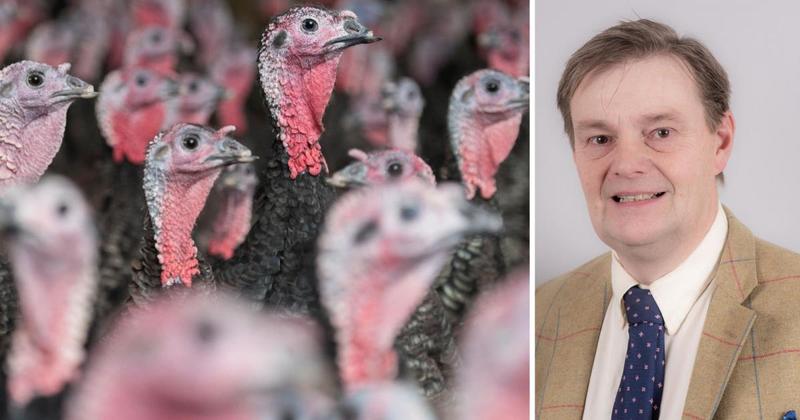 'Don't panic' - poultry sellers respond to fears of Christmas turkey shortages 'Don't panic' - poultry sellers respond to fears of Christmas turkey shortages