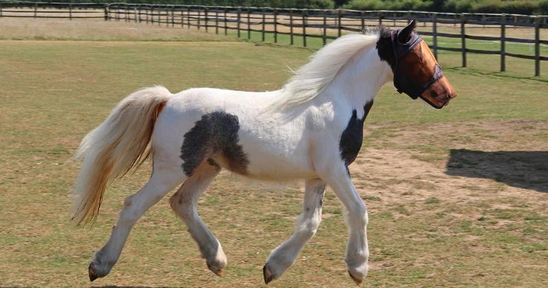 Second foal at horse rescue centre dies Second foal at horse rescue centre dies